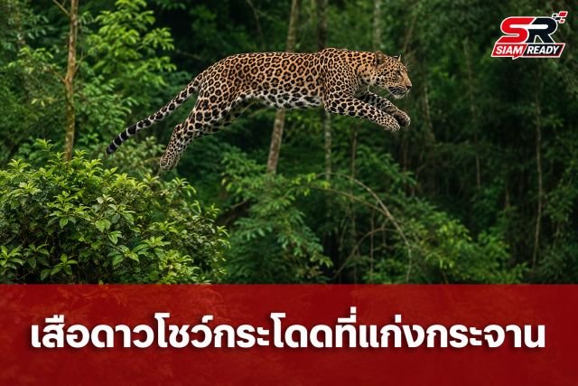 นักท่องเที่ยวบันทึกภาพหาดูยาก! เสือดาวกระโดดเข้าป่าแก่งกระจาน