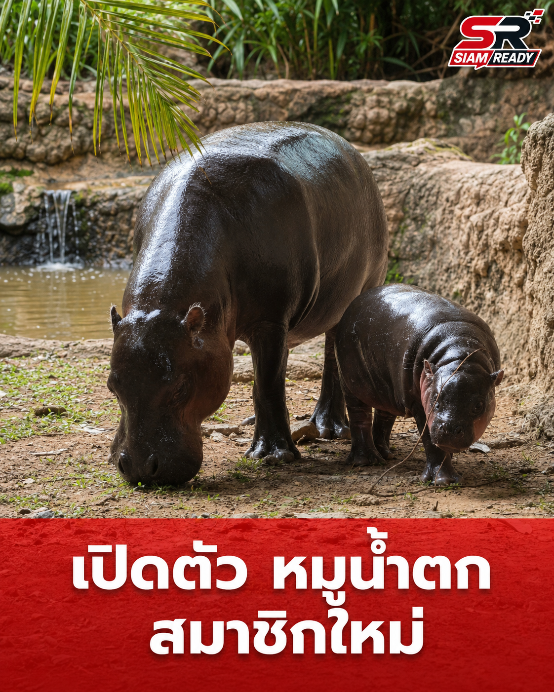 สวนสัตว์ขอนแก่นประกาศชื่อ 'หมูน้ำตก' ลูกฮิปโปโปเตมัสแคระสมาชิกใหม่ขวัญใจมหาชน