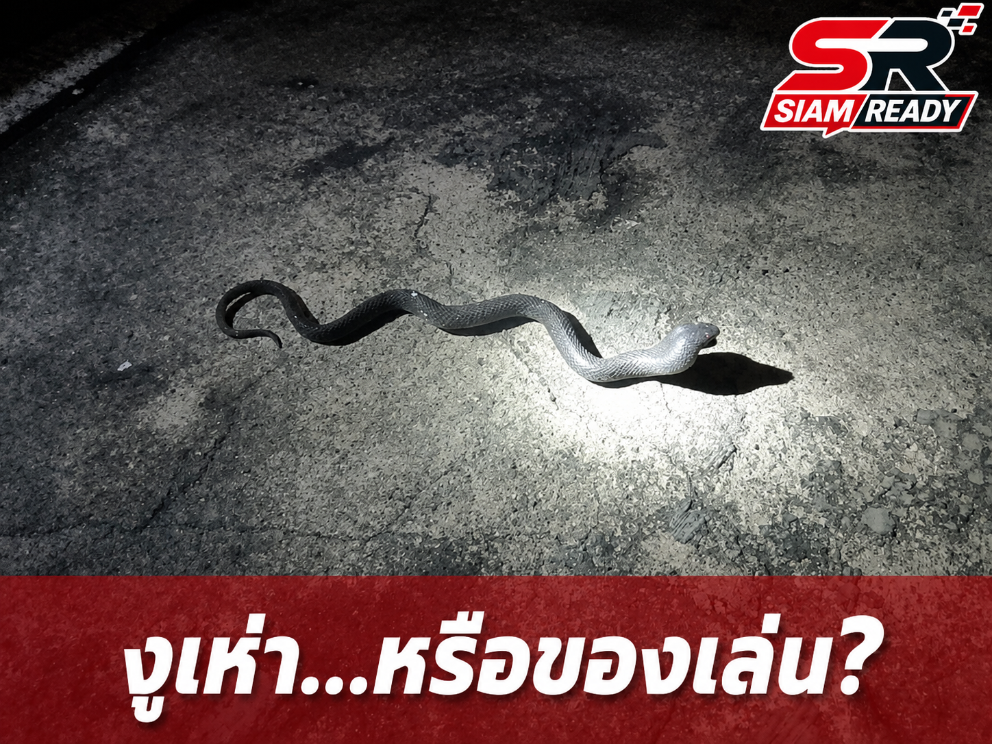 สาวผวาหนัก! เจอ 'งูเห่า' แผ่แม่เบี้ยกลางลานจอดรถ กู้ภัยรุดจับ สุดท้ายกลายเป็นงูยาง