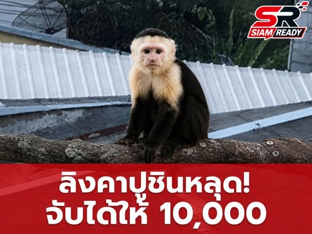 ลิงคาปูชิน 2 ตัวหลุดกรงในเมืองเชียงใหม่ เจ้าของประกาศตั้งรางวัลนำจับตัวละ 10,000 บาท