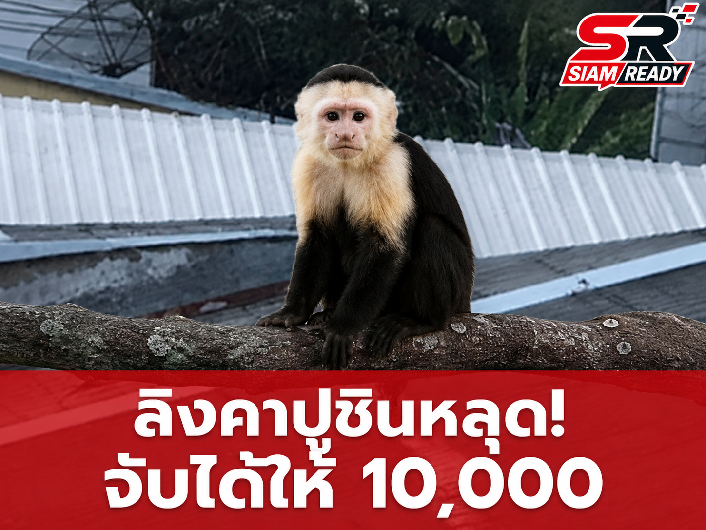 ลิงคาปูชิน 2 ตัวหลุดกรงในเมืองเชียงใหม่ เจ้าของประกาศตั้งรางวัลนำจับตัวละ 10,000 บาท