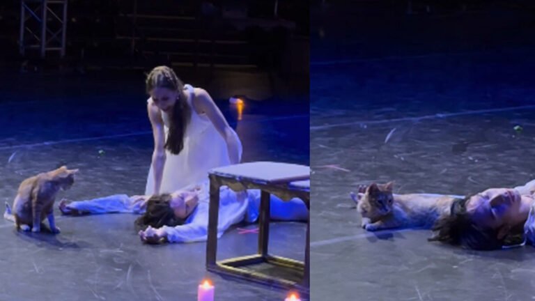 แมวส้มขโมยซีน! บุกเวทีบัลเลต์ 'โรมิโอและจูเลียต' ที่ตุรกี กลายเป็นดาวเด่นขวัญใจผู้ชม