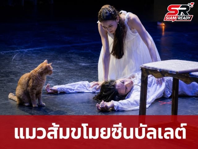 แมวส้มขโมยซีน! บุกเวทีบัลเลต์ 'โรมิโอและจูเลียต' ที่ตุรกี กลายเป็นดาวเด่นขวัญใจผู้ชม