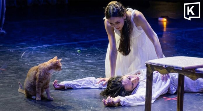แมวส้มขโมยซีน! บุกเวทีบัลเลต์ 'โรมิโอและจูเลียต' ที่ตุรกี กลายเป็นดาวเด่นขวัญใจผู้ชม