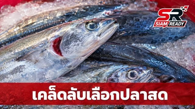แนะเคล็ดลับเลือกซื้อปลาให้สดใหม่ มั่นใจคุณภาพด้วย 6 จุดสังเกตสำคัญ