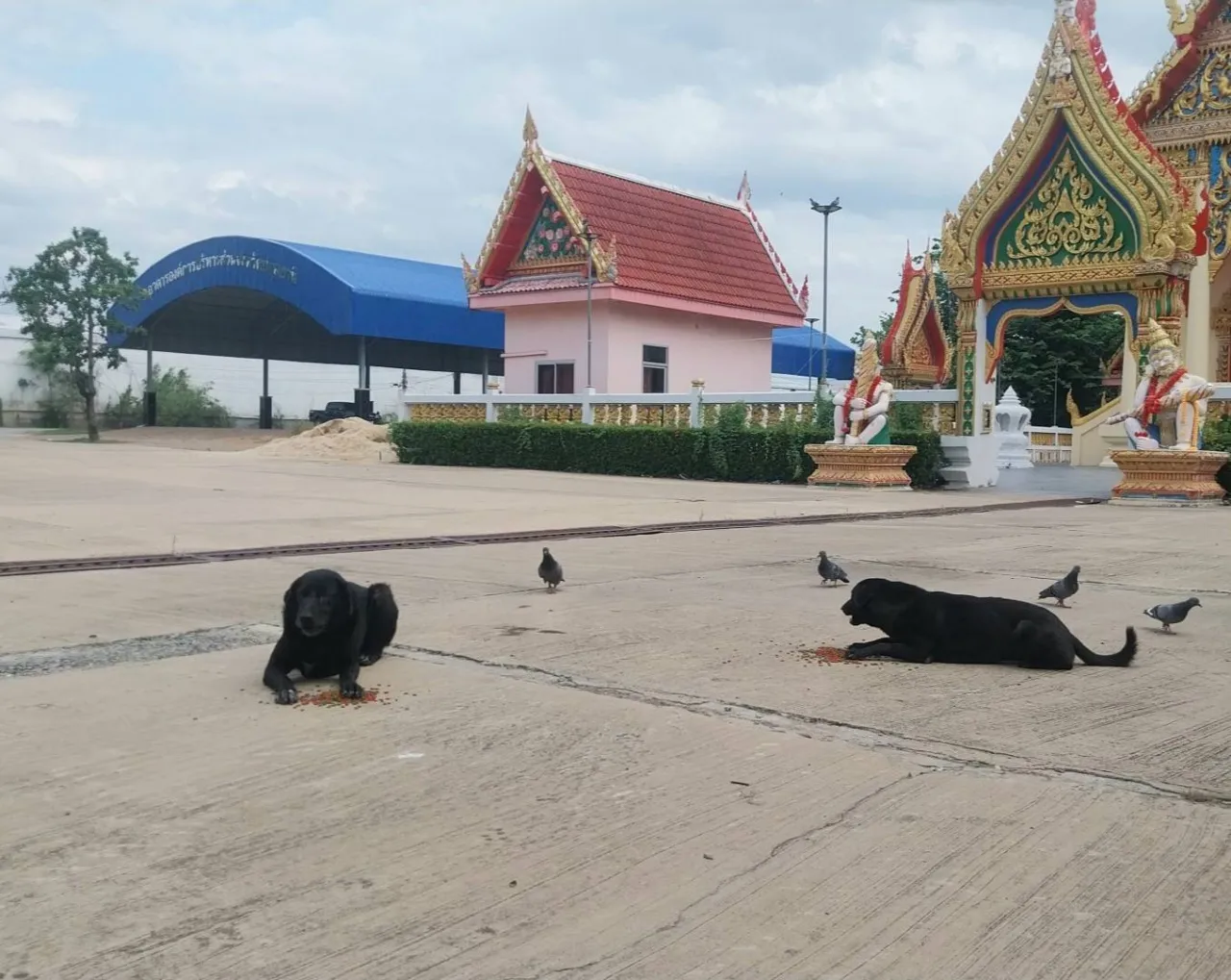 ปทุมธานีประกาศเขตโรคระบาดพิษสุนัขบ้า 3 อำเภอ หลังพบสุนัขจรจัดคลั่งไล่กัดชาวบ้าน