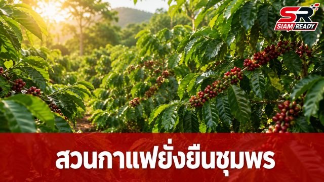 ชูโมเดลสวนกาแฟโรบัสต้าชุมพร ขับเคลื่อนเกษตรเชิงฟื้นฟูด้วยนวัตกรรมยั่งยืน