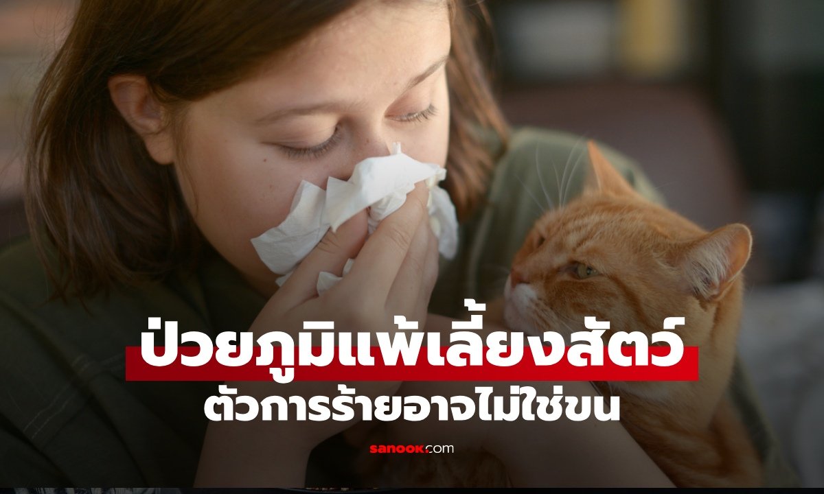 ภูมิแพ้และหอบหืดเลี้ยงสัตว์ได้ไหม? แพทย์เผยตัวการร้ายอาจไม่ใช่แค่ขนสัตว์