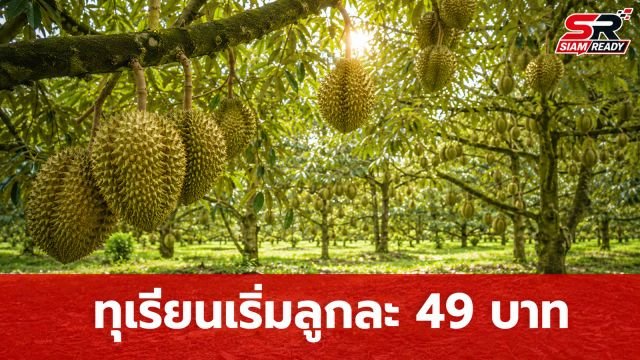 สวนทุเรียน 800 ไร่ สู้ศึกราคาตกต่ำ ตัดพ่อค้าคนกลางขายตรง เริ่มต้นลูกละ 49 บาท