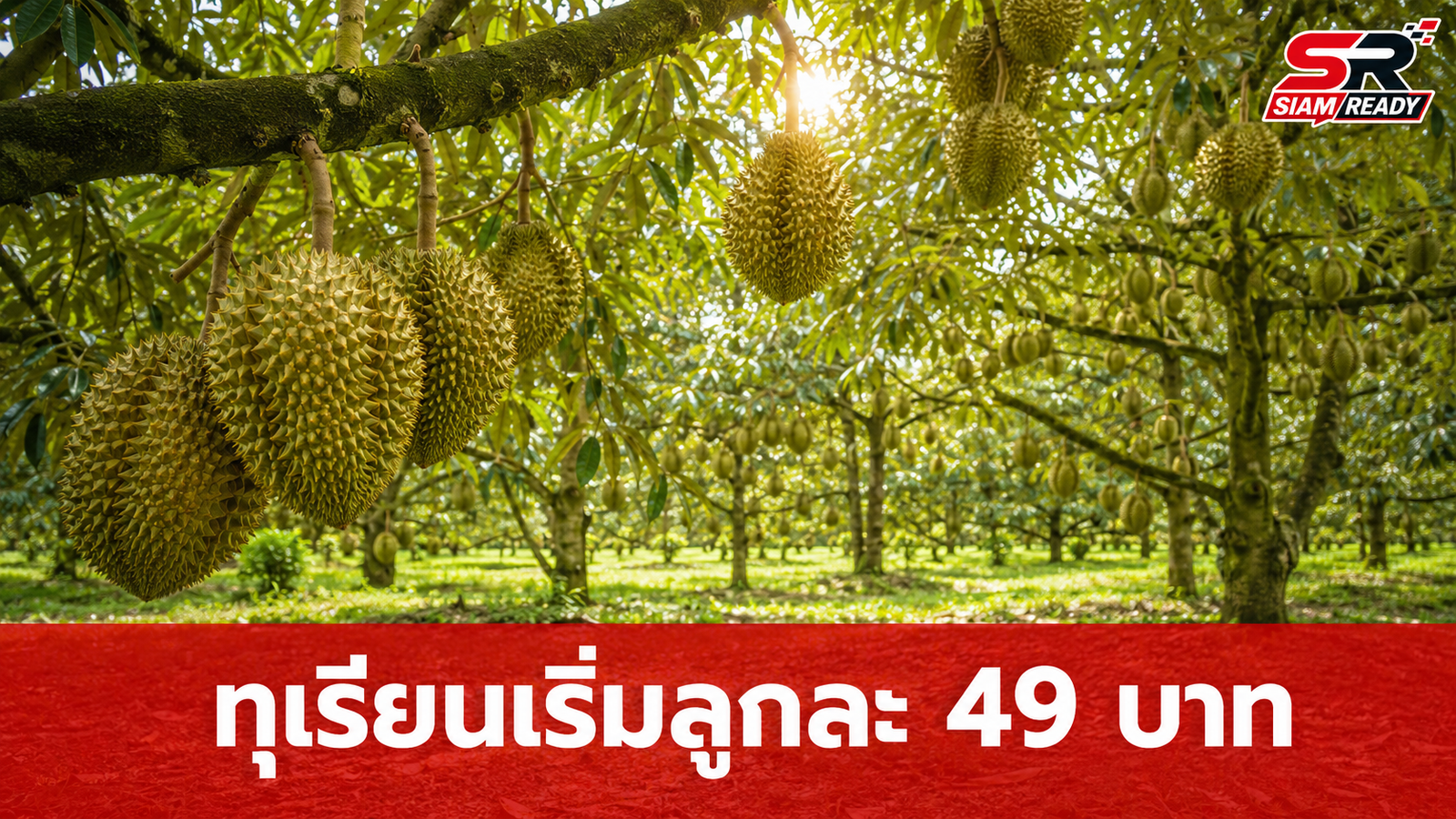 สวนทุเรียน 800 ไร่ สู้ศึกราคาตกต่ำ ตัดพ่อค้าคนกลางขายตรง เริ่มต้นลูกละ 49 บาท