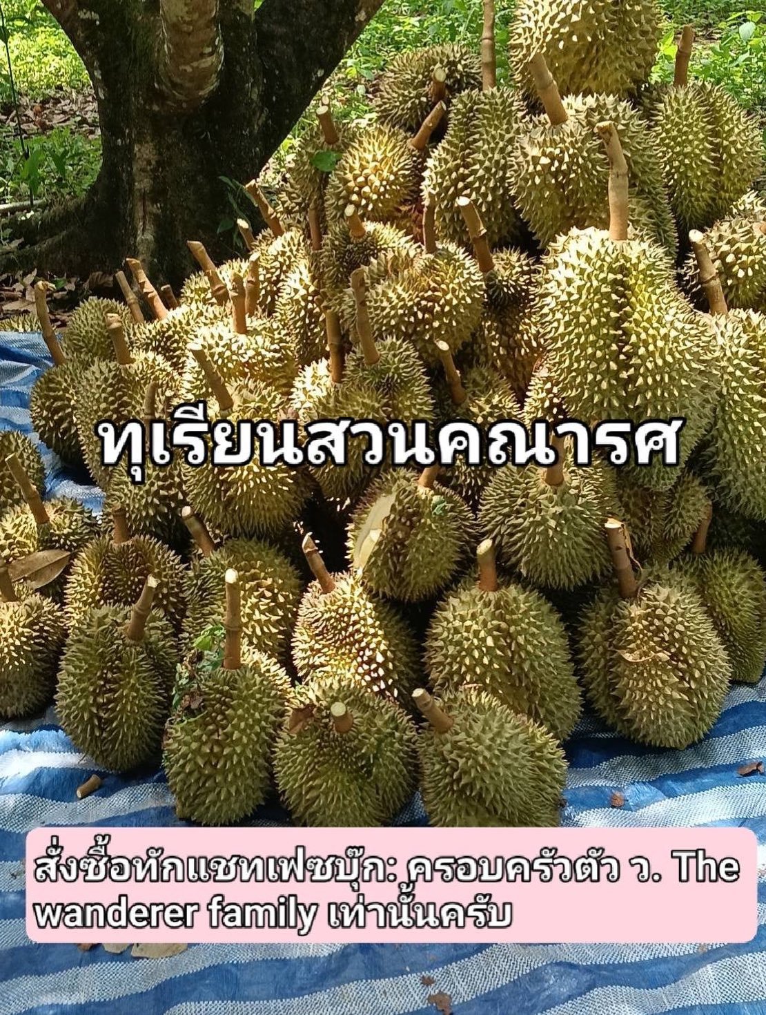 เวียร์ ศุกลวัฒน์ อวดผลผลิตจาก 'สวนทุเรียนคณารศ' ปีนี้ทุเรียนดกเต็มสวน