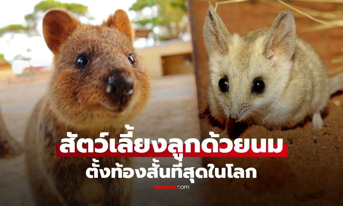 เปิดรายชื่อ 20 สัตว์เลี้ยงลูกด้วยนมที่ตั้งท้องสั้นที่สุดในโลก อันดับ 1 ใช้เวลาเพียง 11 วัน