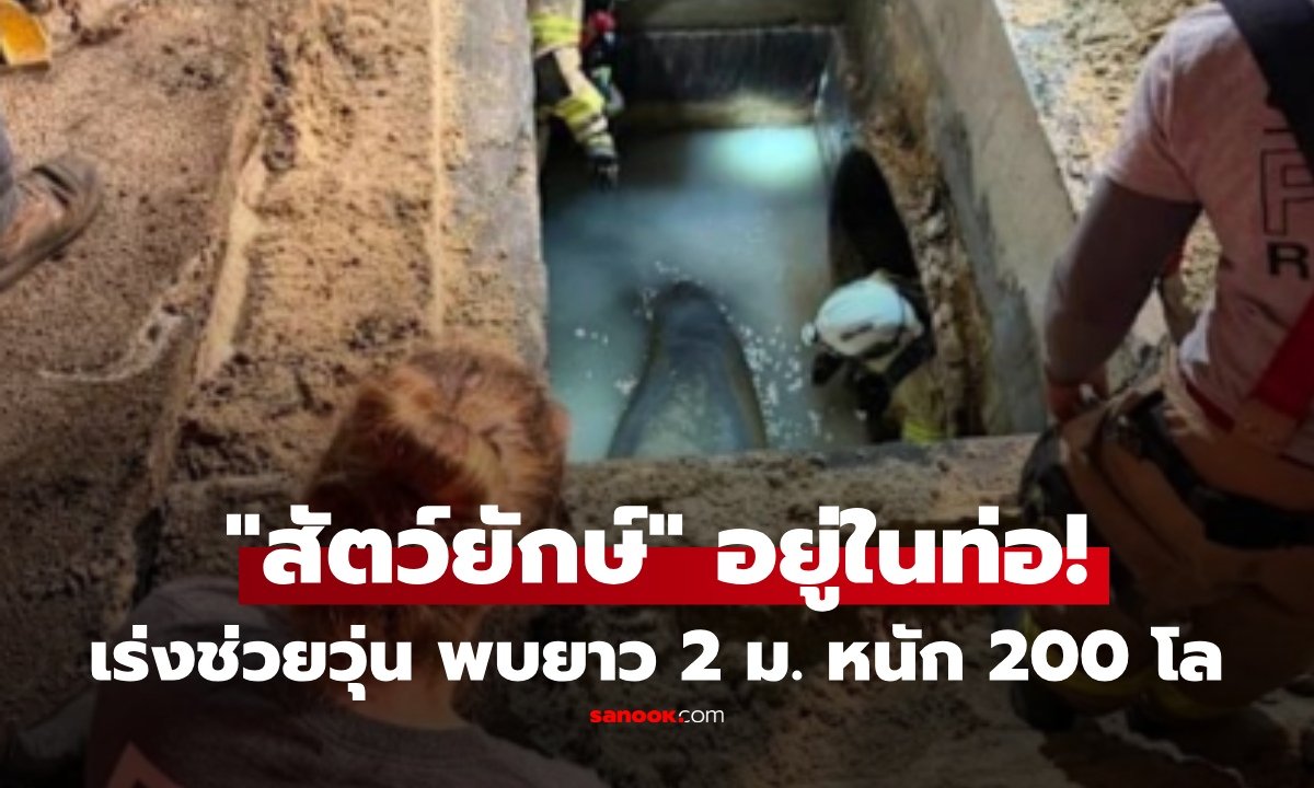 กู้ภัยระทึก! ช่วย 'เมลบี' แมนนาทียักษ์ 186 กิโลฯ ติดท่อระบายน้ำในฟลอริดา