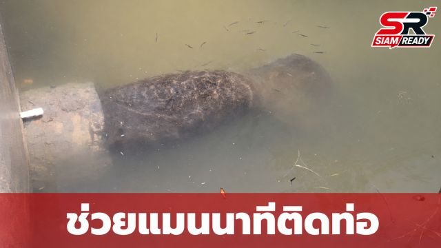 กู้ภัยระทึก! ช่วย 'เมลบี' แมนนาทียักษ์ 186 กิโลฯ ติดท่อระบายน้ำในฟลอริดา