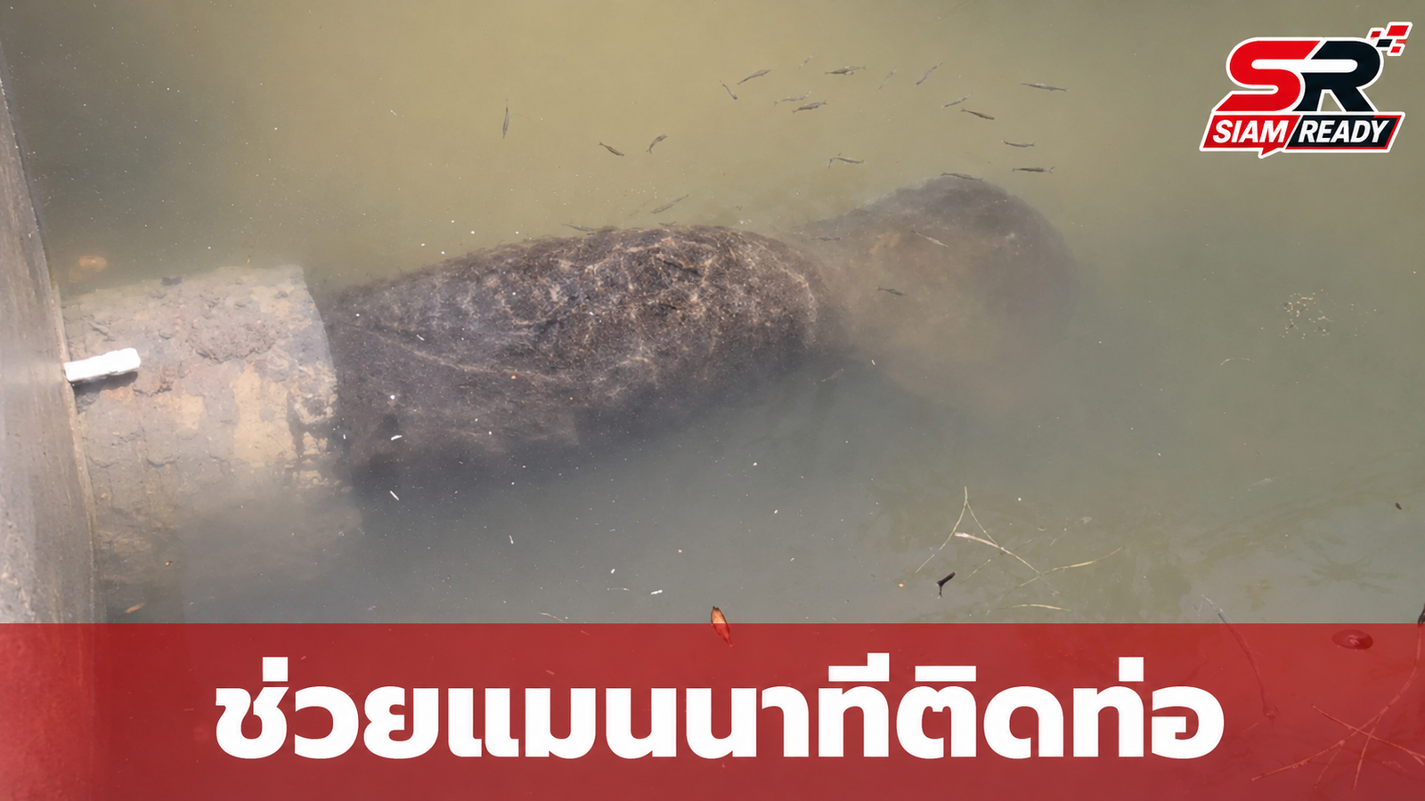 กู้ภัยระทึก! ช่วย 'เมลบี' แมนนาทียักษ์ 186 กิโลฯ ติดท่อระบายน้ำในฟลอริดา