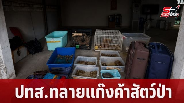 ปทส. บุกทลายเครือข่ายค้าสัตว์ป่าข้ามชาติ ยึดของกลางเต่าดาว-ชะนี-ค่างอื้อ