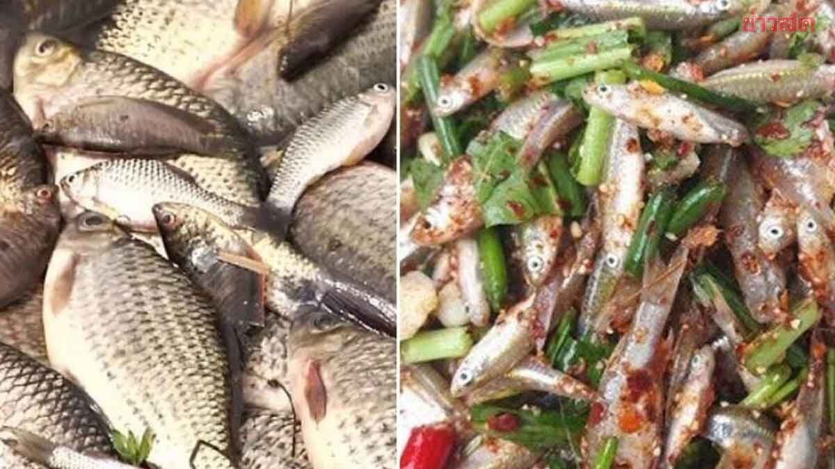 สธ. แจงปมตรวจพบพยาธิใบไม้ตับในนิสิต ยันเป็นแค่การคัดกรอง ย้ำต้องตรวจซ้ำเพื่อความแม่นยำ