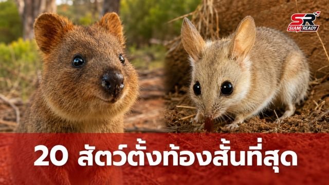 เปิดรายชื่อ 20 สัตว์เลี้ยงลูกด้วยนมที่ตั้งท้องสั้นที่สุดในโลก อันดับ 1 ใช้เวลาเพียง 11 วัน