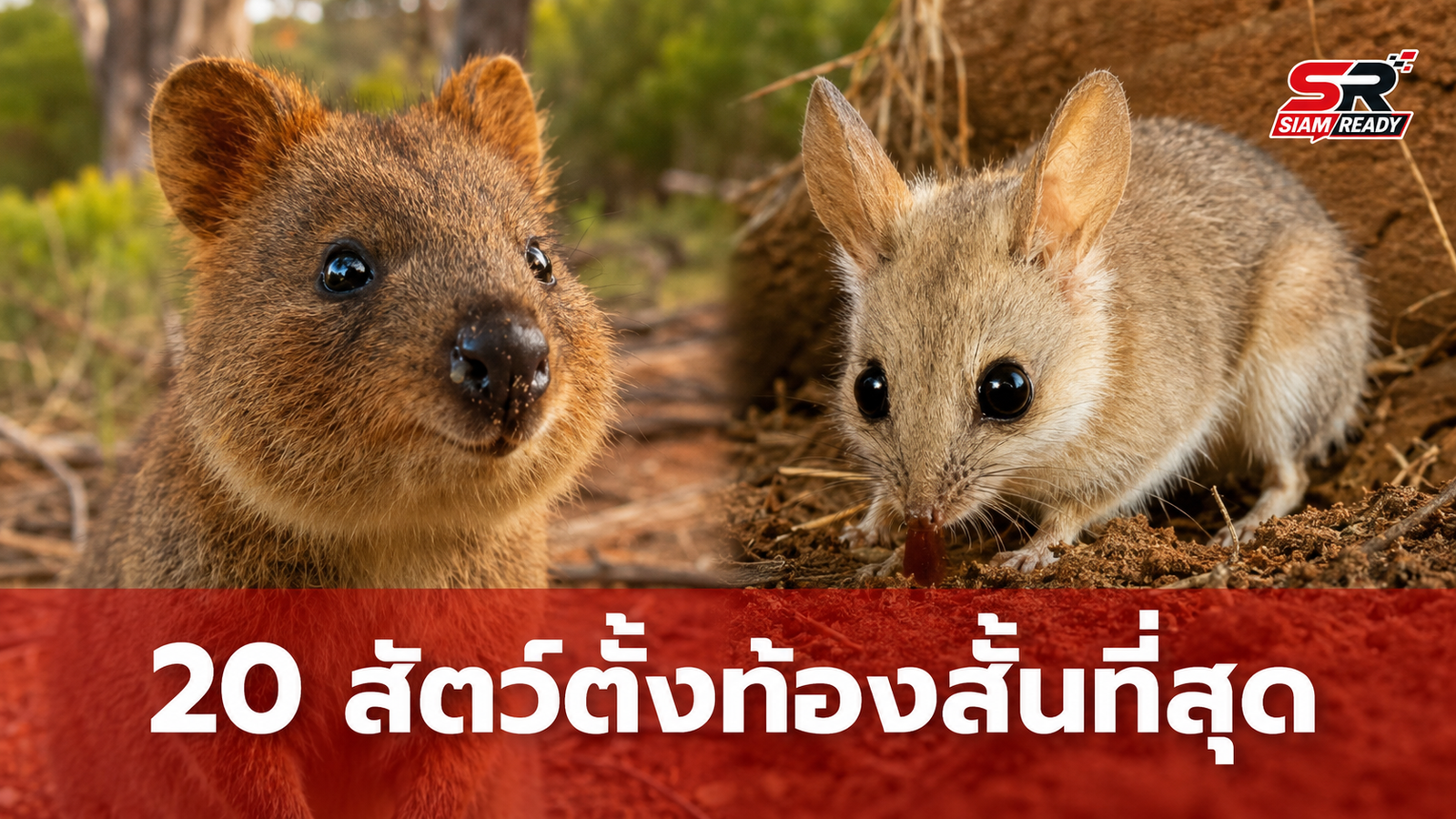 เปิดรายชื่อ 20 สัตว์เลี้ยงลูกด้วยนมที่ตั้งท้องสั้นที่สุดในโลก อันดับ 1 ใช้เวลาเพียง 11 วัน