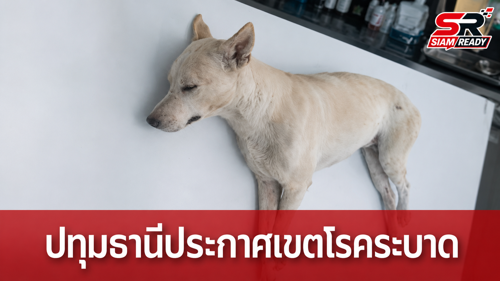 ปทุมธานีประกาศเขตโรคระบาดพิษสุนัขบ้า 3 อำเภอ หลังพบสุนัขจรจัดคลั่งไล่กัดชาวบ้าน