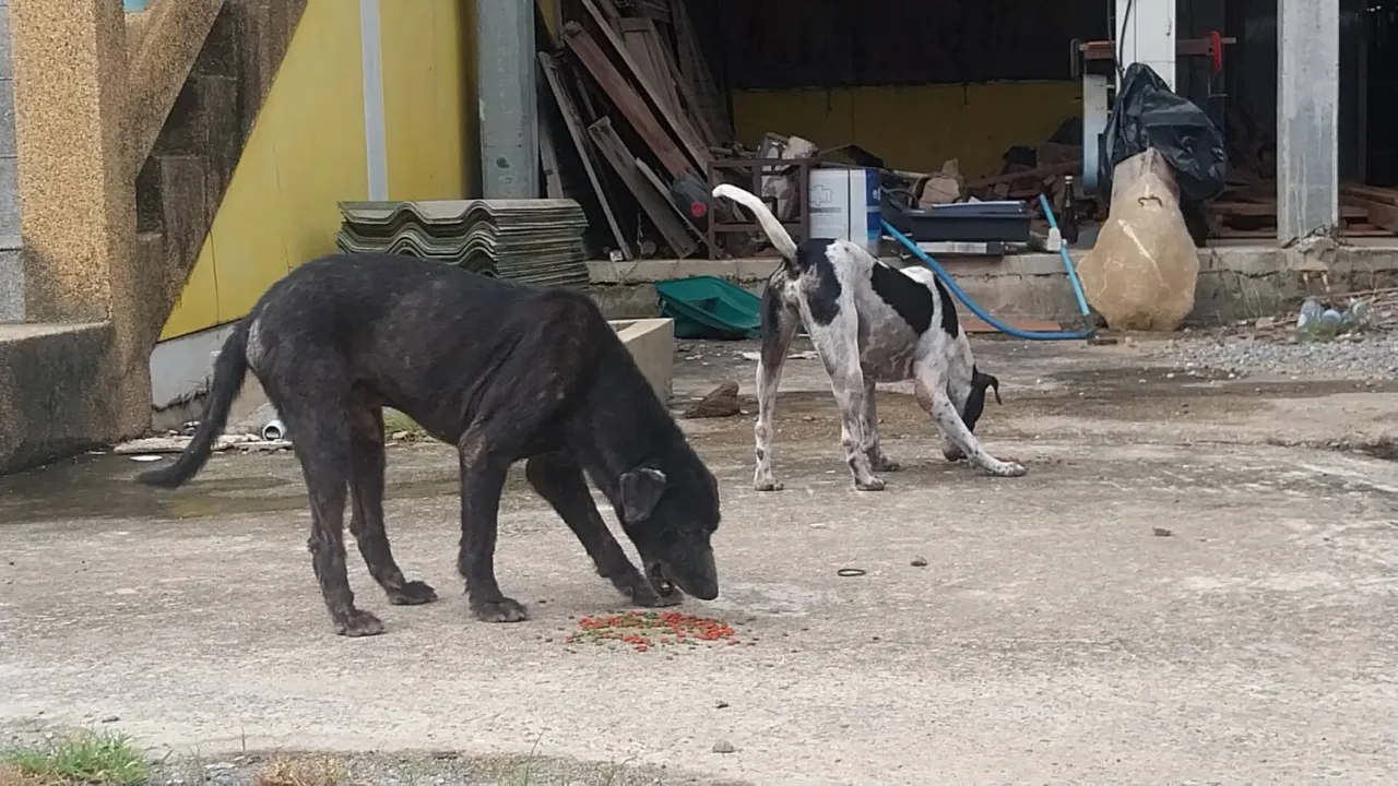 ปทุมธานีประกาศเขตโรคระบาดพิษสุนัขบ้า 3 อำเภอ หลังพบสุนัขจรจัดคลั่งไล่กัดชาวบ้าน