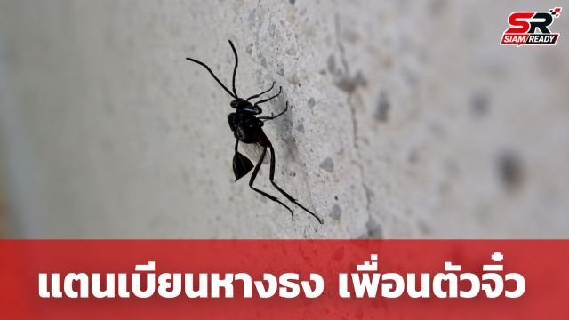 รู้จัก 'แตนเบียนหางธง' แมลงนักล่าตัวจิ๋ว ผู้ช่วยกำจัดไข่แมลงสาบในบ้าน