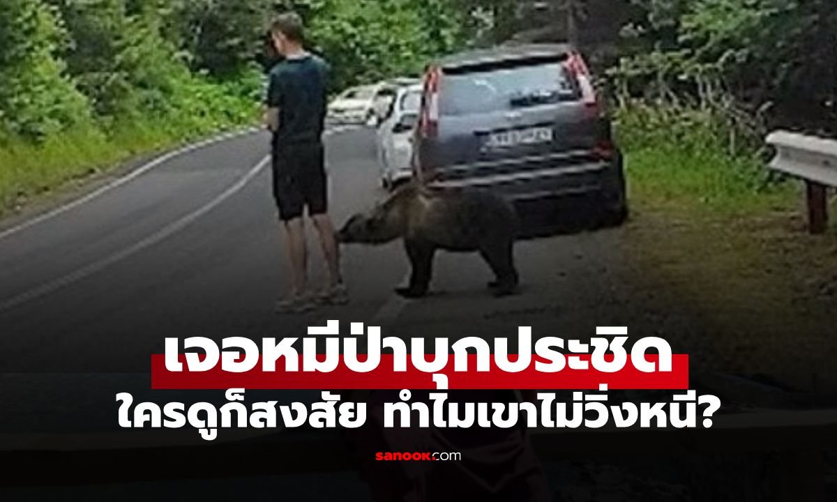 นาทีระทึก! หมีป่าบุกประชิดน่องขาชายหนุ่มกลางถนนโรมาเนีย ชาวเน็ตแห่ชมคลิปไวรัล