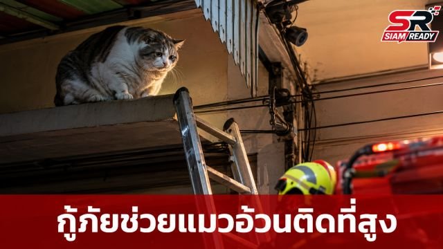 ภารกิจสุดเอ็นดู! กู้ภัยบางรักช่วย 'แมวอ้วน' ติดที่สูงลงไม่ได้