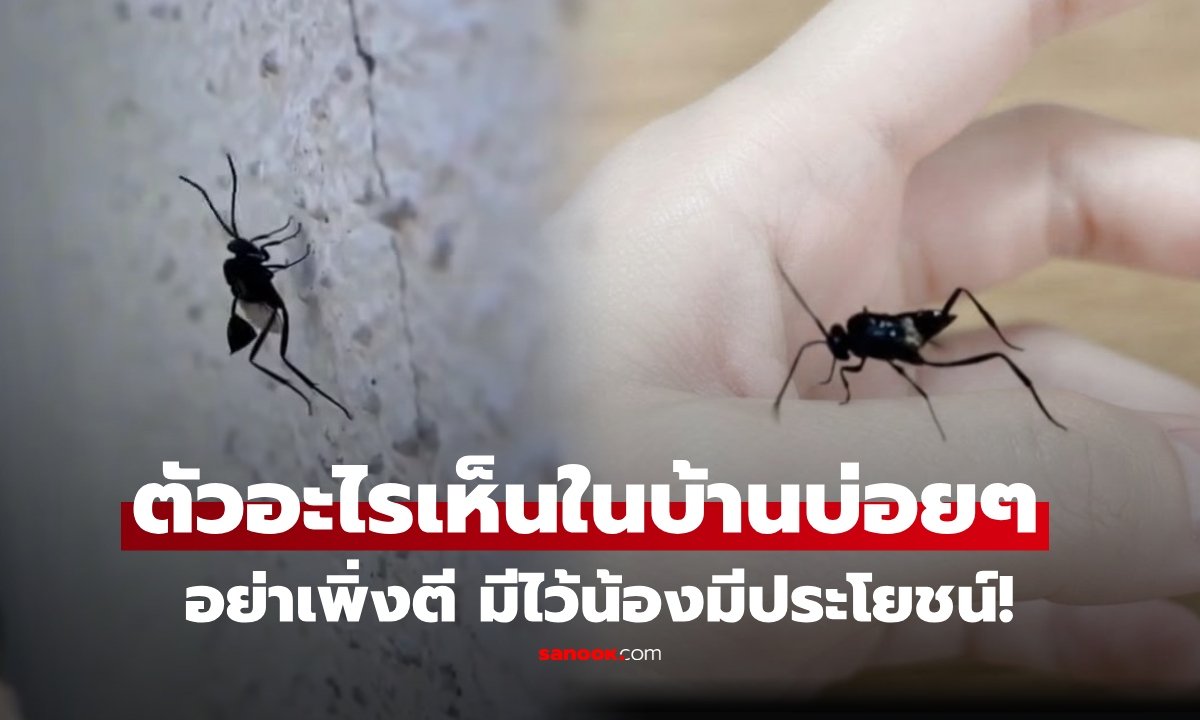 รู้จัก 'แตนเบียนหางธง' แมลงนักล่าตัวจิ๋ว ผู้ช่วยกำจัดไข่แมลงสาบในบ้าน