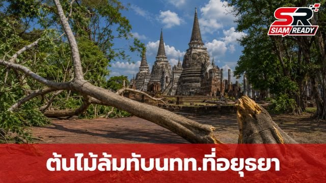 ระทึก! ต้นไม้ใหญ่หักโค่นทับนักท่องเที่ยวชาวสเปนกลางวัดพระศรีสรรเพชญ์ บาดเจ็บ 4 ราย