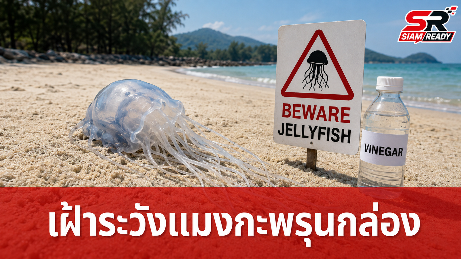 สั่งเฝ้าระวังแมงกะพรุนกล่อง หลังเด็ก 13 ปีเสียชีวิตที่นครศรีธรรมราช พร้อมแนะวิธีปฐมพยาบาล