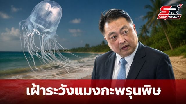 สุชาติ สั่งการกรมทะเลเข้มงวดเฝ้าระวังแมงกะพรุนพิษ ป้องกันอันตรายนักท่องเที่ยว