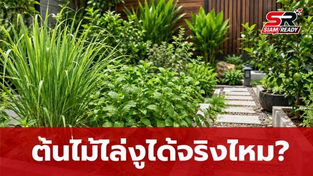 ไขความจริง! 5 ต้นไม้ยอดฮิตที่เชื่อว่า 'ไล่งู' ได้ ผลลัพธ์จริงเป็นอย่างไร?