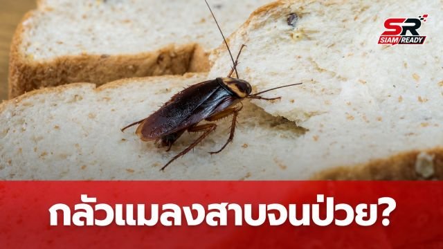 เจาะลึกอาการกลัวแมลงสาบขั้นสุด หมอเตือนเสี่ยงเป็นโรคจิตเวชและอันตรายจากการรักษาแบบหักดิบ