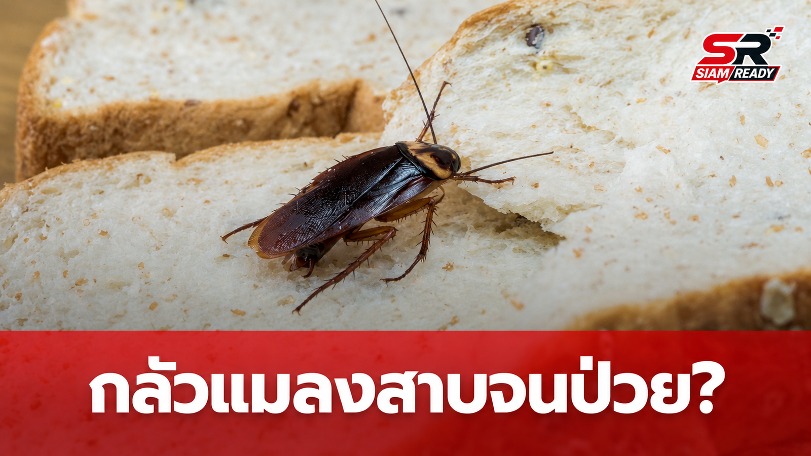 เจาะลึกอาการกลัวแมลงสาบขั้นสุด หมอเตือนเสี่ยงเป็นโรคจิตเวชและอันตรายจากการรักษาแบบหักดิบ