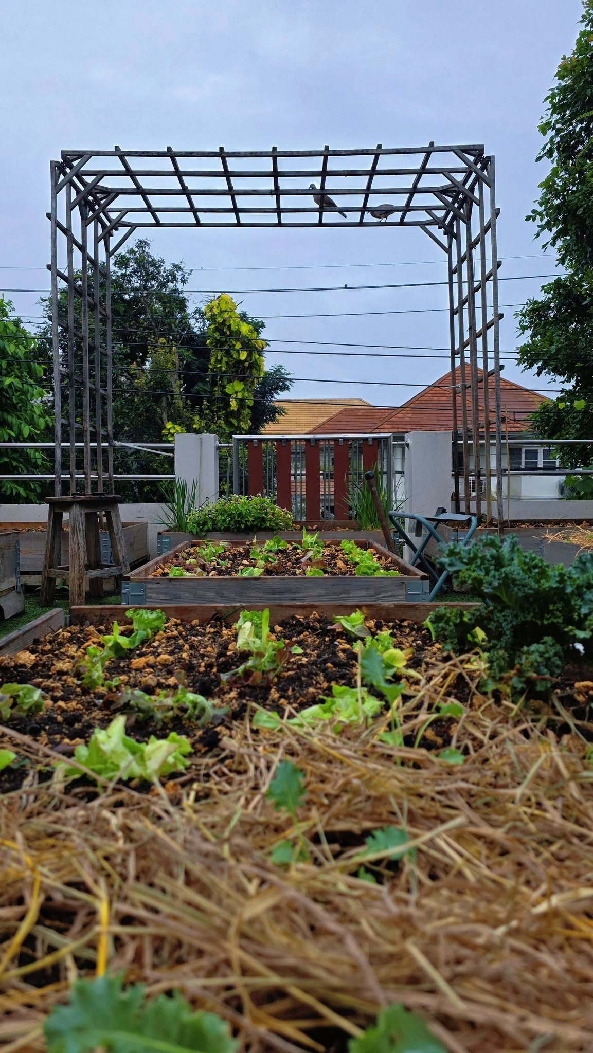 จอย รินลณี เผยเบื้องหลังทำสวนผักออร์แกนิกข้างบ้าน 120 ตร.ว. ไม่ง่ายอย่างที่คิด