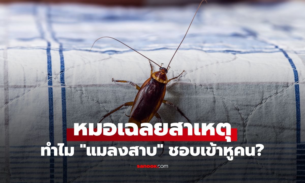 ไขข้อสงสัย! ทำไมแมลงสาบชอบเข้าหู พร้อมวิธีรับมือที่ถูกต้องและข้อห้ามเด็ดขาด
