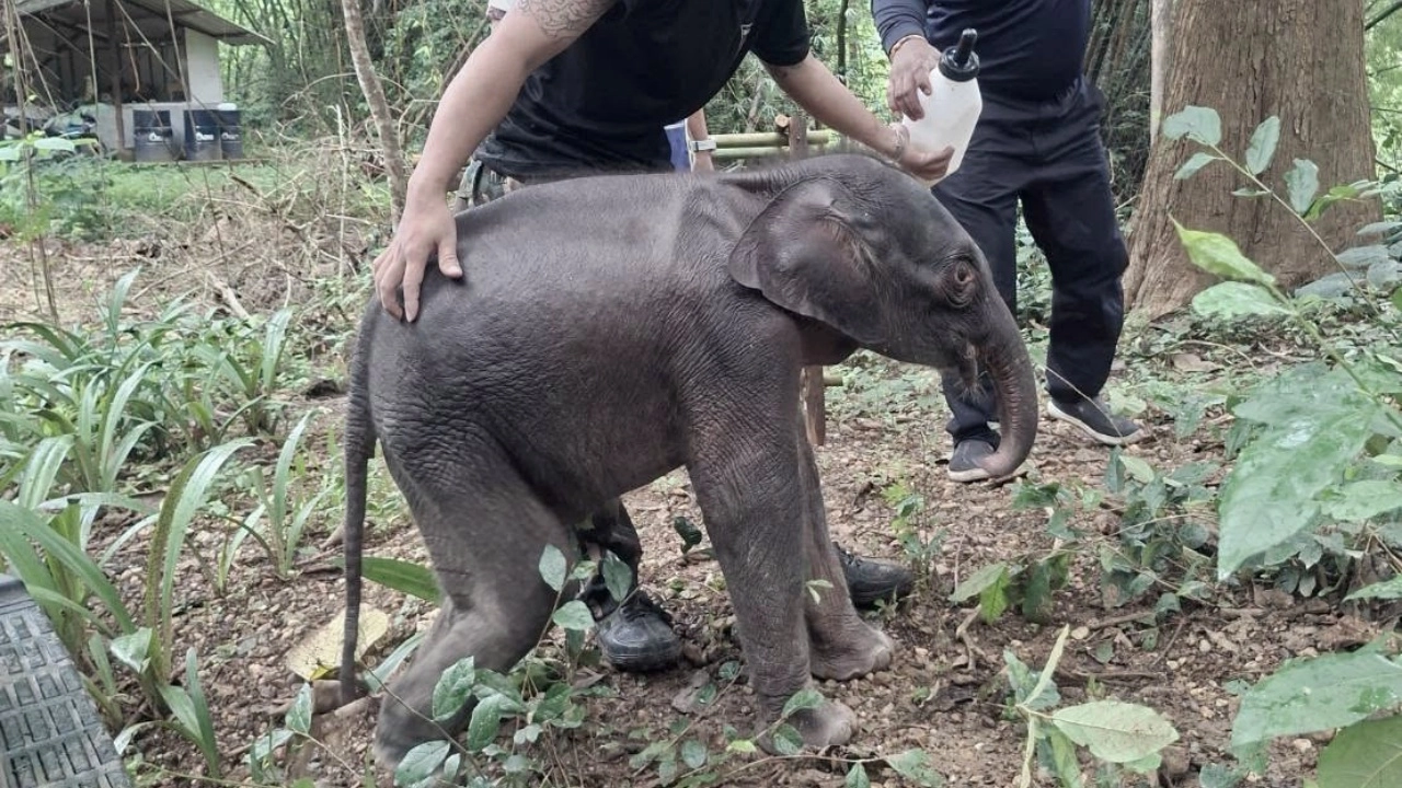 สุดเศร้า 'จิ๋วไทรโยค' ลูกช้างป่าพลัดหลงจากไปอย่างสงบด้วยอาการไตวายเฉียบพลัน