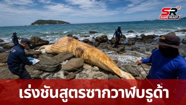 เร่งชันสูตรซากวาฬบรูด้าเกยตื้นเกาะแสมสาร สัตวแพทย์เก็บชิ้นเนื้อหาสาเหตุการตาย