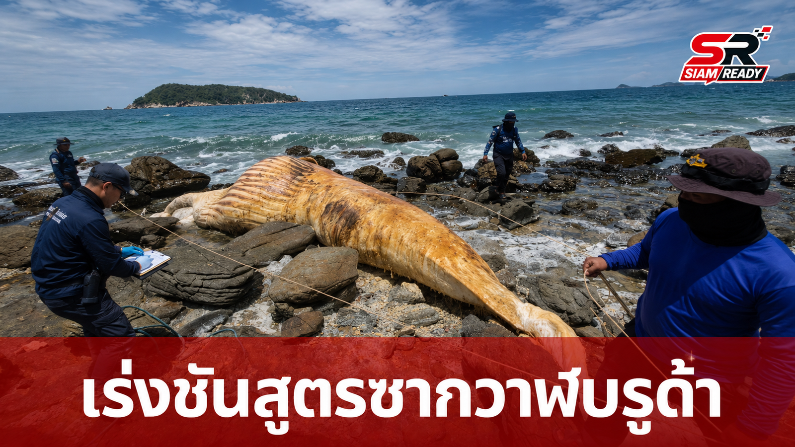 เร่งชันสูตรซากวาฬบรูด้าเกยตื้นเกาะแสมสาร สัตวแพทย์เก็บชิ้นเนื้อหาสาเหตุการตาย