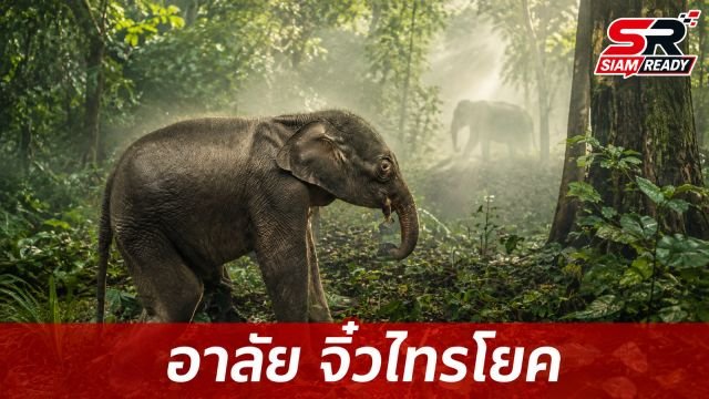 สุดเศร้า 'จิ๋วไทรโยค' ลูกช้างป่าพลัดหลงจากไปอย่างสงบด้วยอาการไตวายเฉียบพลัน