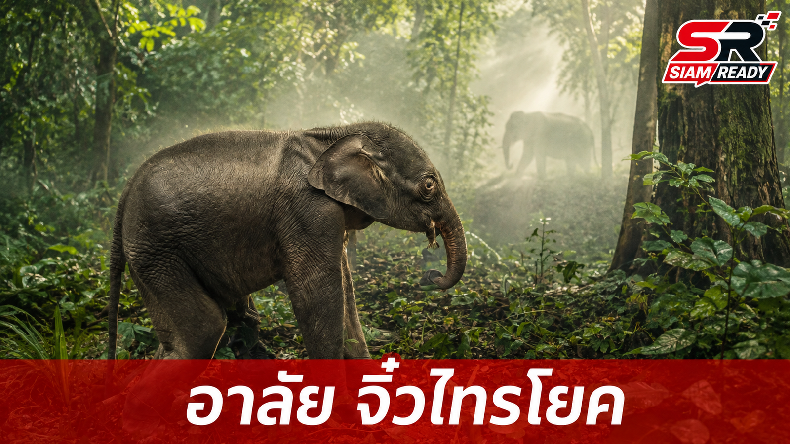 สุดเศร้า 'จิ๋วไทรโยค' ลูกช้างป่าพลัดหลงจากไปอย่างสงบด้วยอาการไตวายเฉียบพลัน