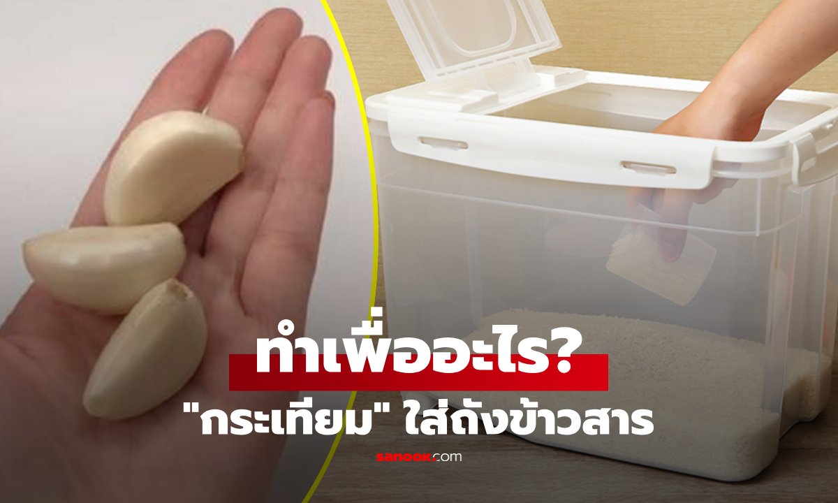 ไขข้อสงสัย! ใส่กระเทียมในถังข้าวสารป้องกันมอดได้จริงหรือแค่ความเชื่อ?