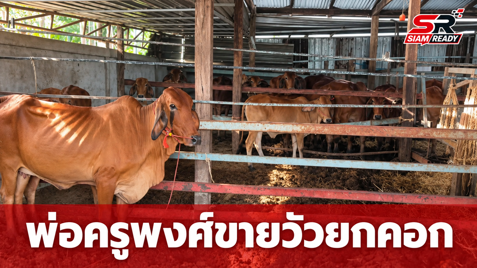 พ่อ 'ครูพงศ์' ตัดใจขายวัวยกคอกราคาถูก หลังสูญเสียลูกชายจากเหตุสลดกราดยิง