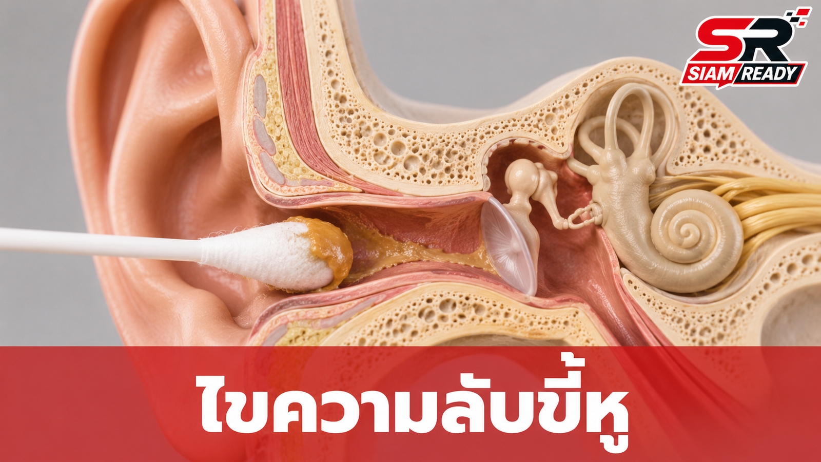 ไขความลับขี้หูแห้ง-เปียก: พันธุกรรมตัวกำหนดกลิ่นตัวที่หลายคนคาดไม่ถึง