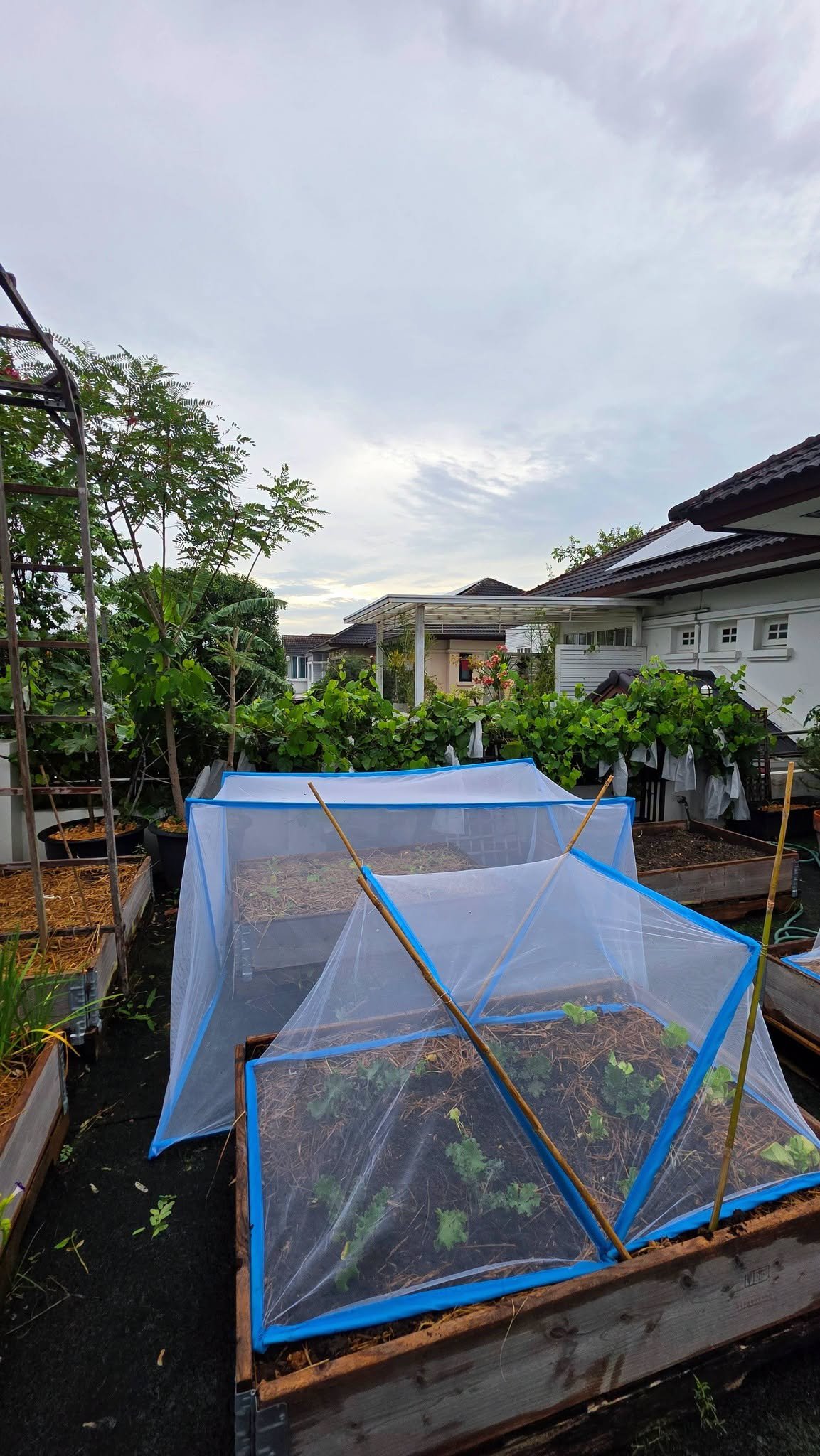จอย รินลณี เผยเบื้องหลังทำสวนผักออร์แกนิกข้างบ้าน 120 ตร.ว. ไม่ง่ายอย่างที่คิด