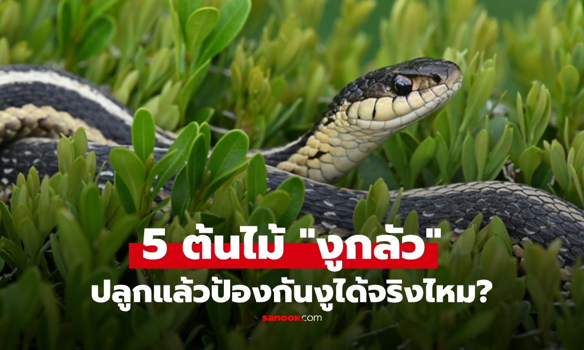 ไขความจริง! 5 ต้นไม้ยอดฮิตที่เชื่อว่า 'ไล่งู' ได้ ผลลัพธ์จริงเป็นอย่างไร?