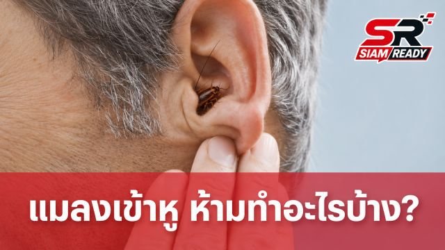 ไขข้อสงสัย! ทำไมแมลงสาบชอบเข้าหู พร้อมวิธีรับมือที่ถูกต้องและข้อห้ามเด็ดขาด