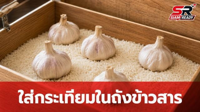ไขข้อสงสัย! ใส่กระเทียมในถังข้าวสารป้องกันมอดได้จริงหรือแค่ความเชื่อ?