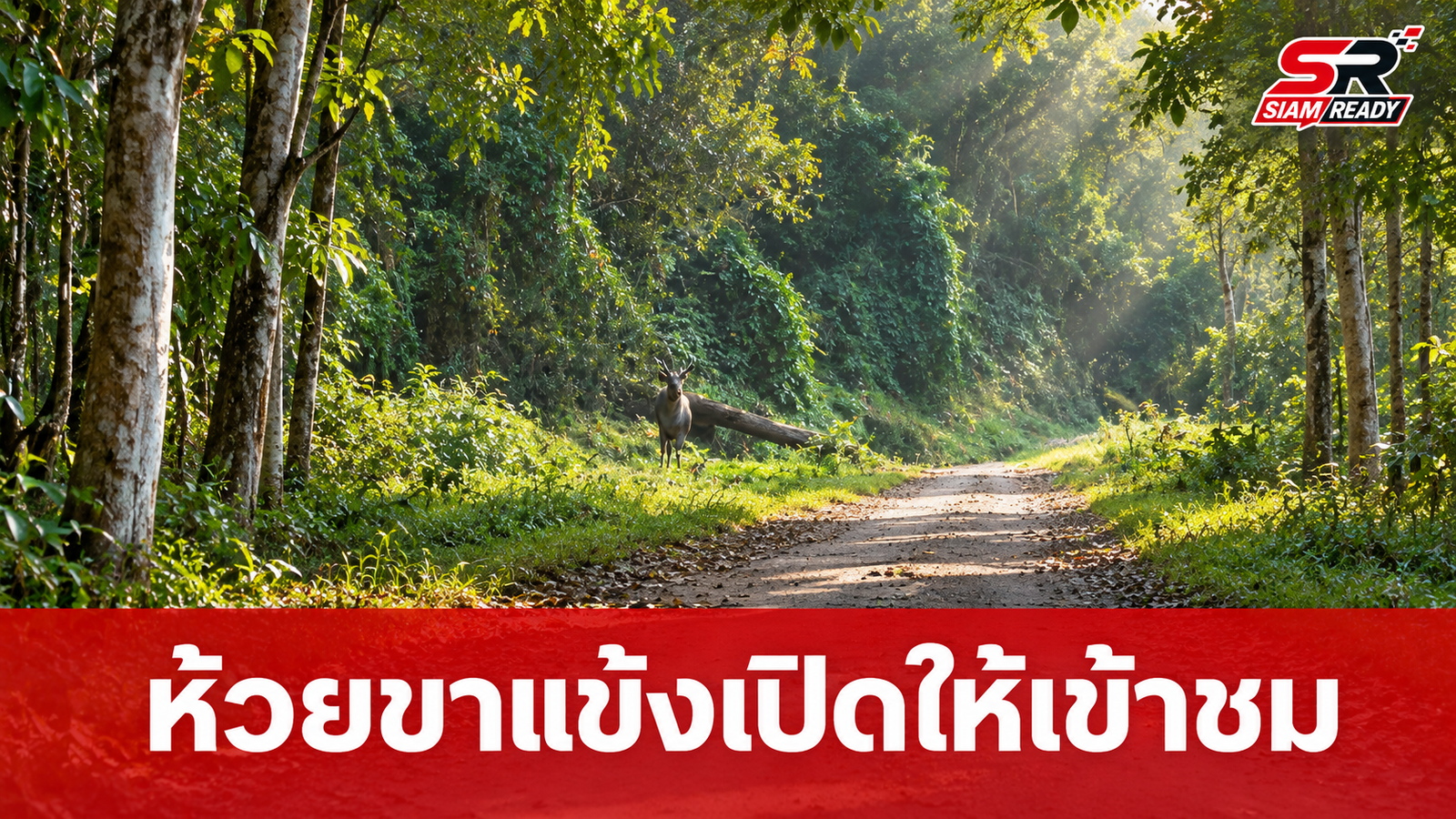 เขตรักษาพันธุ์สัตว์ป่าห้วยขาแข้ง เปิดประตูต้อนรับนักท่องเที่ยวศึกษาธรรมชาติ 10 ก.ย. นี้